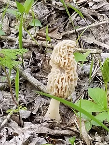 IRA, Social Security, income tax, and all things financial IRA, Social Security, income tax, and all things financial