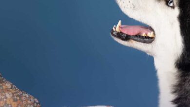 Petsecure Review: Is it Worth It?