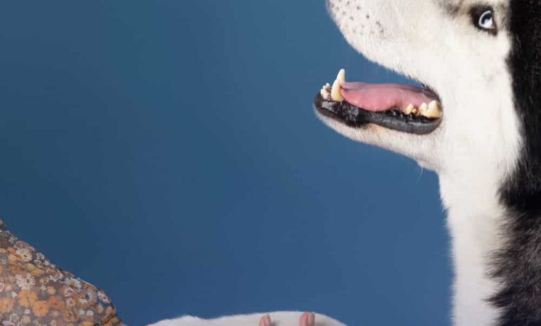 Petsecure Review: Is it Worth It?