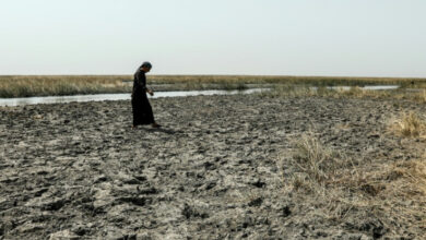 Iraqi Buffalo Herders Wander In Search Of Water