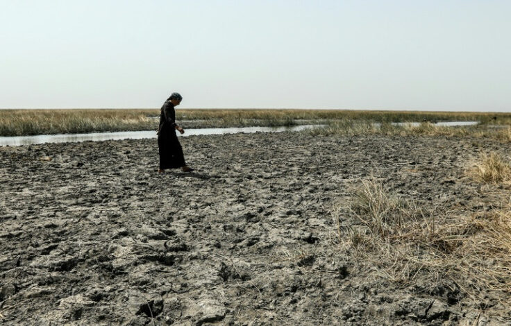 Iraqi Buffalo Herders Wander In Search Of Water